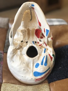 craniosacral therapy skull