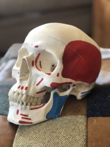 craniosacral therapy skull